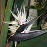 Strelitizia nicolai (white bird of paradise) 3L