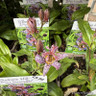 Tricyrtis formosana stolonifera group-1L