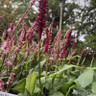Persicaria amplexicaule 'Bonfire'-3L