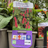 Persicaria amplexicaule 'Bonfire'-3L