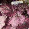 Heuchera 'Electric Plum'-3L