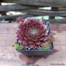 Sempervivum 'Coral Red'