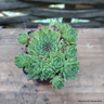 Sempervivum 'Maia'