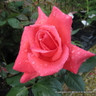 Leaping Salmon - Climbing Rose