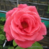 Leaping Salmon - Climbing Rose