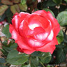 Nostalgia - Hybrid Tea Rose