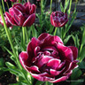 Tulip 'Nightwatch' (Double Early) - PACK of 10 premium size bulbs