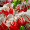 Tulip 'Sorbet' (Single Late) - PACK of 10 premium size bulbs