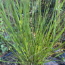 Grasses - mixed varieties