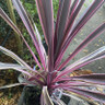 Cordyline 'Pink Passion'