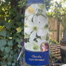 Clematis 'Early Sensation'
