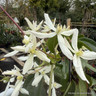 Clematis arm. 'Enham Star'