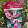 Magnolia 'Stellar Ruby'