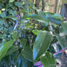 Magnolia 'Stellar Ruby'