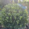Ilex crenata 'Jenny' 40cm Ball