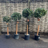 Bay Lollipop (Laurus Nobilis) 1/4 Std (25-30cm Head)