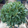 Bay Lollipop (Laurus Nobilis) 4/4 Std (45-50cm Head)