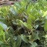 Bay Lollipop (Laurus Nobilis) 4/4 Std (45-50cm Head)
