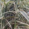 Arundo donax 'Ely'