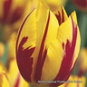 Tulip 'Mickey Mouse' BULK - 100 or 250 bulbs