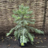 Wollemi pine (3ft) 12L RARE