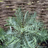 Wollemi pine (3ft) 12L RARE