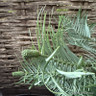 Wollemi pine (3ft) 12L RARE