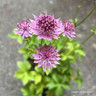 Astrantia 'Roma' 2L