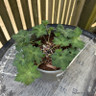 Geranium 'Azure rush' 2L