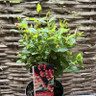 Hypericum 'Miracle Attraction' 2L