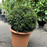 Taxus baccata ball  40-45cm