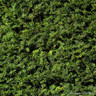 Taxus baccata ball  40-45cm