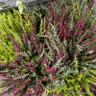 Calluna trio Calluna trio