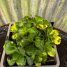 Sedum spurium Dragons blood-3L