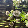 Astrantia major 'Pink Button' 2L