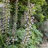 Acanthus mollis (5L)