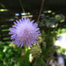 Knautia arvensis 5L