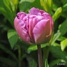 Tulip 'Blue Diamond' (Double) - PACK of 10 premium size bulbs