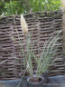 Cortaderia 'Mini Gold' 4L
