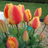 Tulip 'Apeldoorn Elite' - Bag of 50 bulbs