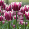 Tulip 'Atlantis' - Bag of 50 bulbs
