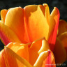 Tulip 'Beauty of Apeldoorn' - Bag of 50 bulbs