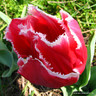 Tulip 'New Santa' - Bag of 50 bulbs