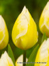 Tulip 'Sweetheart' - Bag of 50 bulbs