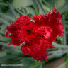 Tulip 'Burgundy Lace' - Bag of 50 bulbs