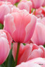 Tulip 'Pink Diamond' - Bag of 50 bulbs