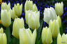 Tulip 'White Emperor' - Bag of 50 bulbs Tulip 'White Emperor' - Bag of 50 bulbs
