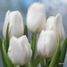Tulip 'White Flag' - Bag of 50 bulbs Tulip 'White Flag' - Bag of 50 bulbs