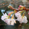 Prunus autumnalis 'Rosea' (Flowering Cherry) POTTED