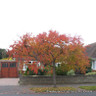 Prunus autumnalis 'Rosea' (Flowering Cherry) POTTED